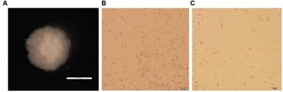 The halophilic bacteria Gracilibacillus dipsosauri GDHT17 alleviates salt stress on perennial ryegrass seedlings